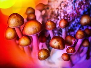Magic mushroom dispensary