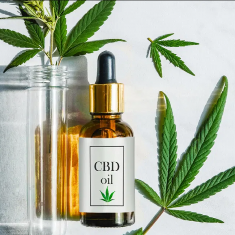 A Guide to what you need to know about CBD Oil for Pets